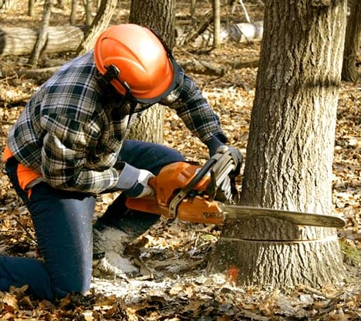 Tree Removal in Forest, LA